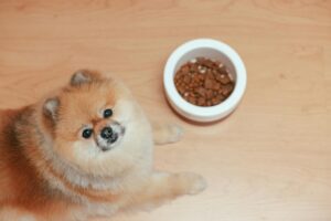 Классы кормов для собак. Разбираемся в деталях